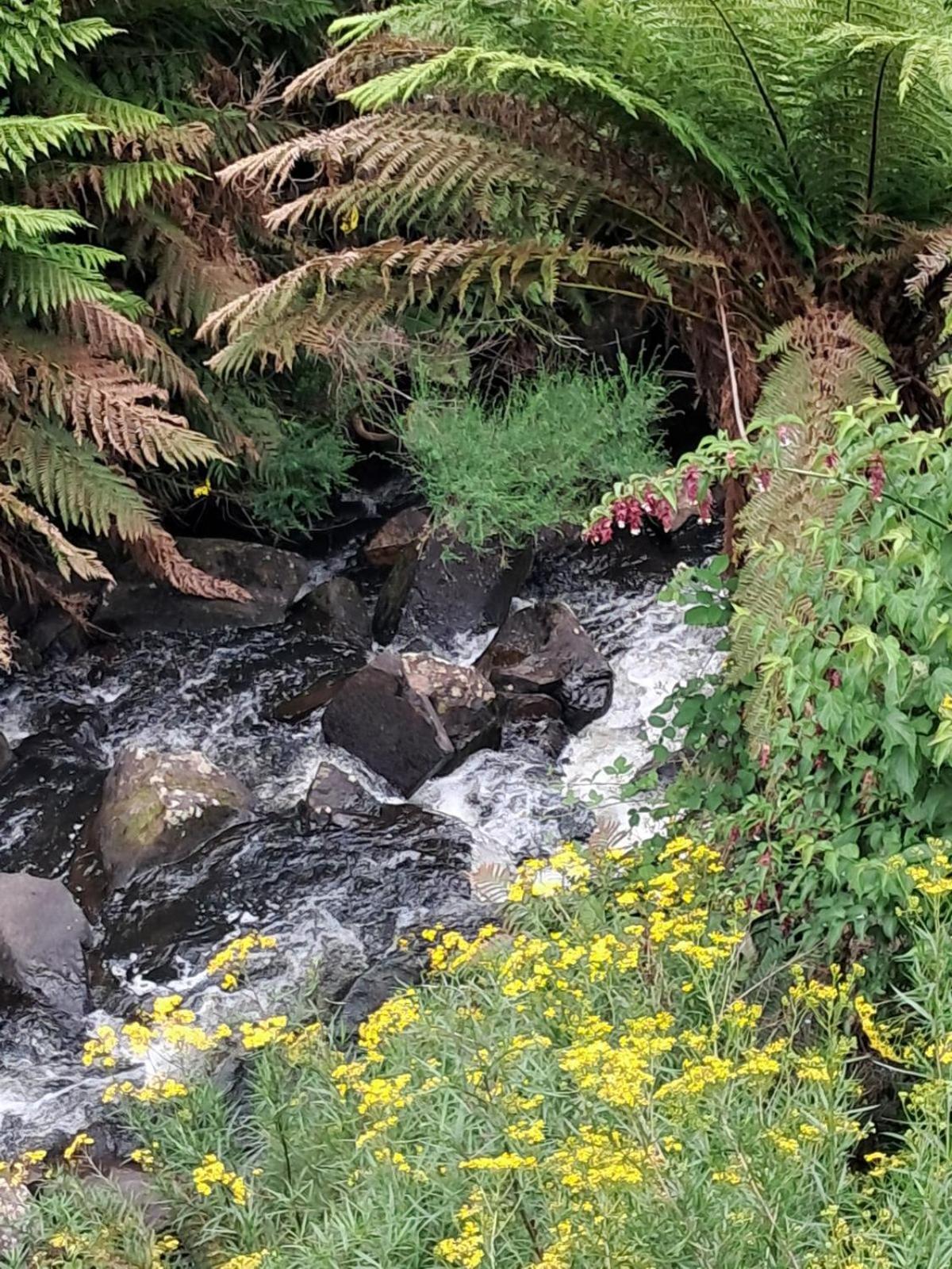 Apartment Waterfall Retreat Unit1 Free Wifi & Free Pay Tv Waratah